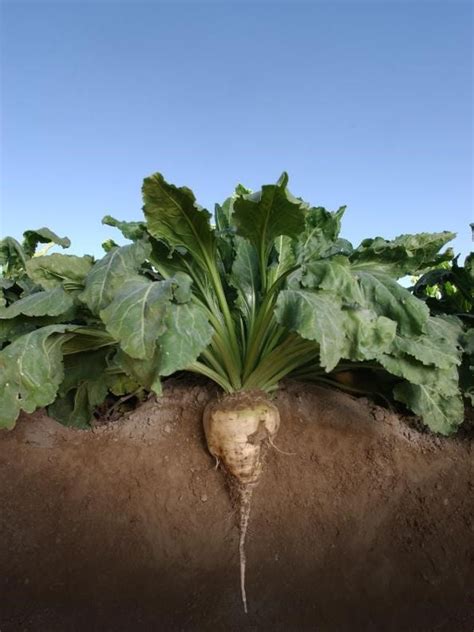 5 Things To Know About Sugar Beets By Gmo Answers Medium