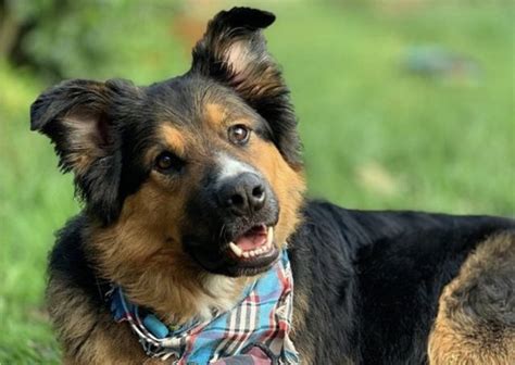 33 Gorgeous German Shepherd Mixes Best Gsd Hybrids