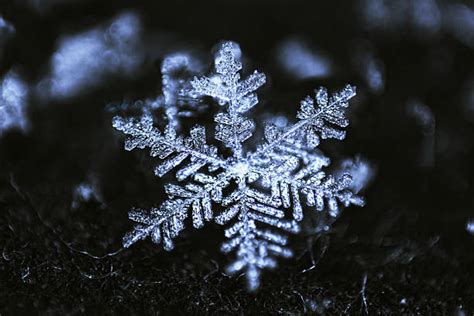 Best Single Snowflake Stock Photos Pictures And Royalty Free Images Istock
