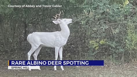 Rare Albino Deer Spotted In Spring Hill Pix11