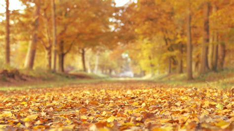 Autumn Park Background Fall Beautiful Nature Scene Of