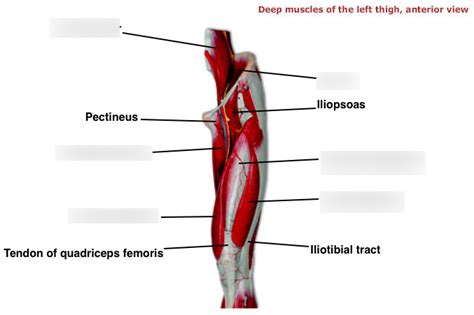 Labeling Deep Thigh Muscles Anterior Diagram Quizlet