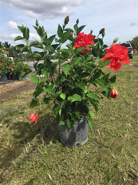 Hibiscus Rosa Sinensis Double Red Chinese Hibiscus Tree Or Bush