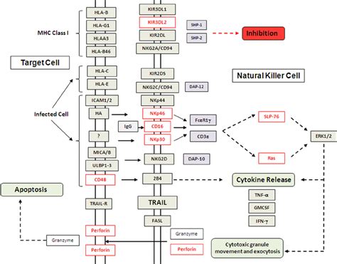 Downregulation Of Human Nk Cell Mediated Cytotoxicity Pathway Genes In Download Scientific