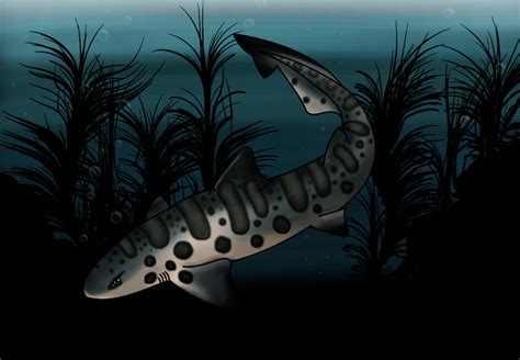 Leopard Shark By Tiglysjelyfishgalexy On Deviantart