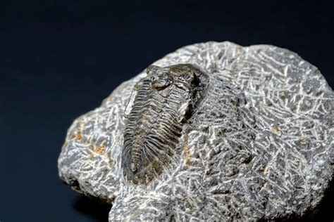 Three Eyed Cambrian Fossils Shed New Light On Arthropod Head Evolution