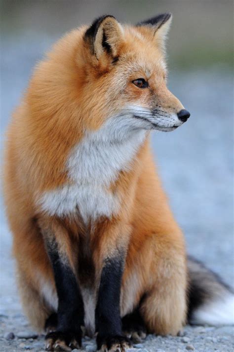 Portrait Fox Pet Fox Animals Wild