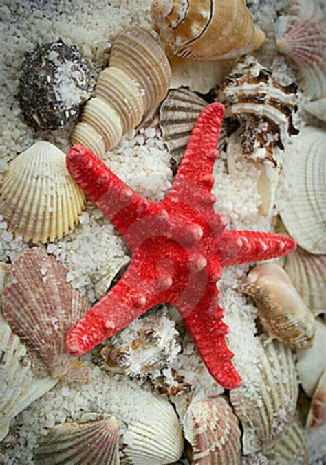 Red Starfish And Sea Shells In The Sand