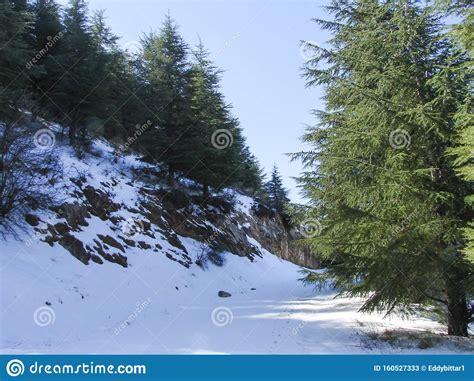 Arz Al Barouk Lebanon Cedars Snow Season Stock Image Image Of Natural