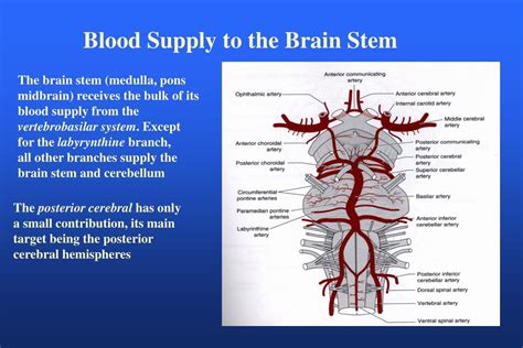 Label the blood vessels of the male pelvis using the hints provided. PPT - CNS Blood Supply PowerPoint Presentation - ID:176231
