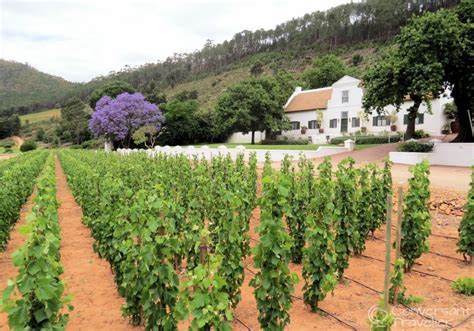 A Vintage Day Out On The Franschhoek Wine Tram Conversant Traveller