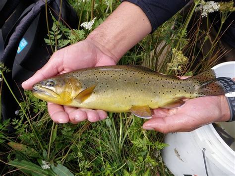 Saving The Apache Trout Hatchery International