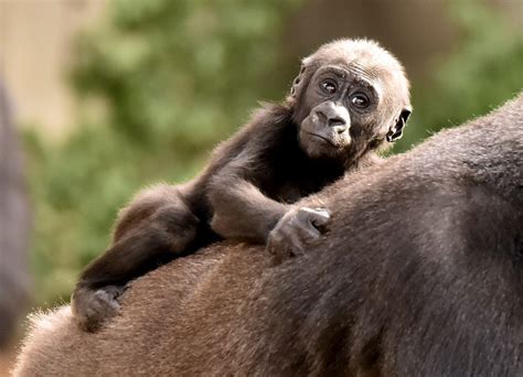Cubs Pups And Baby Apes Now Playing Cincinnati Zoo And Botanical Garden®