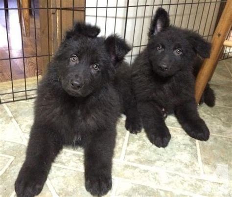 Adopt Buy German Shepherd Puppies Pure Breed Free Home Delivery