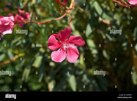 Oleander Red Flowers Stock Photo Alamy