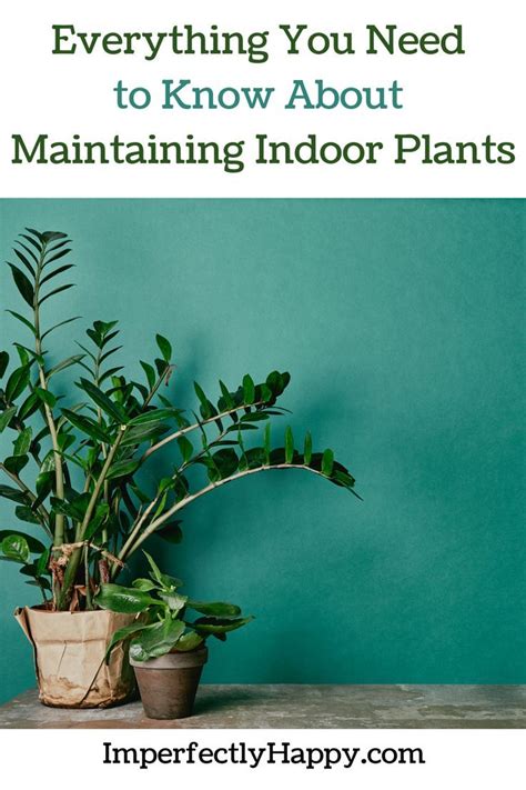 How To Maintain Indoor Plants The Imperfectly Happy Home In 2022