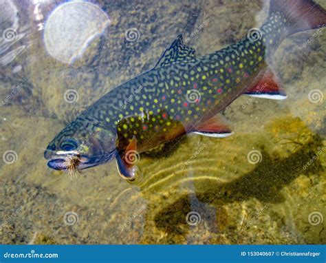Wild Brook Trout Caught And Released In The Rocky Mountains Stock Image