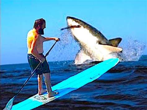 Surfing With Sharks Youtube