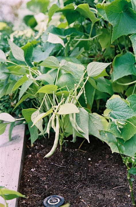 How To Grow Bush Beans In An Organic Kitchen Garden Gardenary