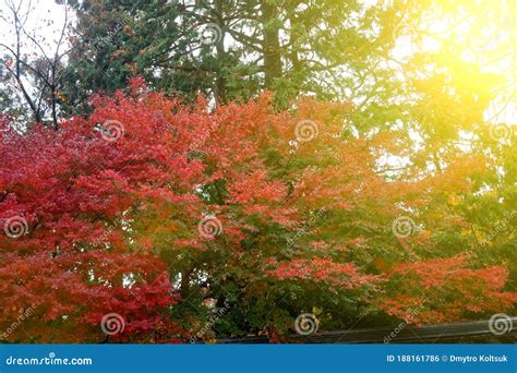 Vibrant Red Maple Tree In Autumn Sunny Day Stock Photo Image Of