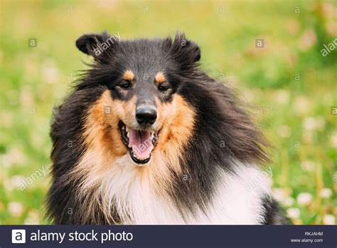 Lassie Dog Stock Photos And Lassie Dog Stock Images Page 2 Alamy
