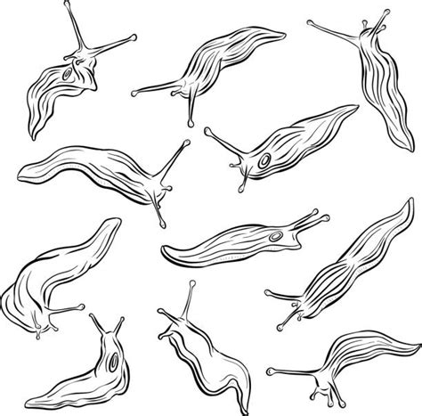 Garden Slug Illustrations Royalty Free Vector Graphics And Clip Art Istock