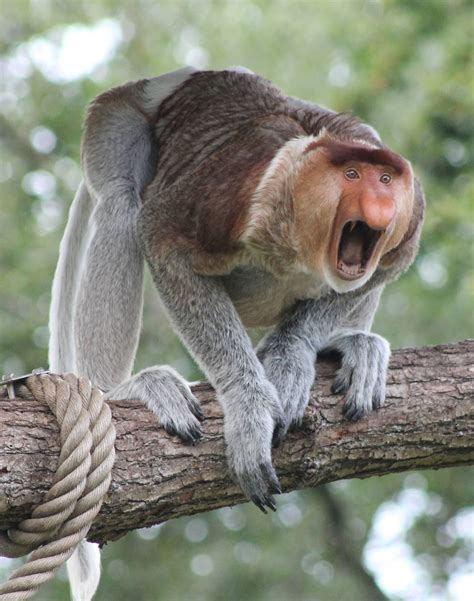 Proboscis monkey - ZooChat