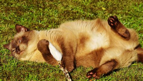 3840x2160 Wallpaper Himalayan Cat Laying On Grass Field During
