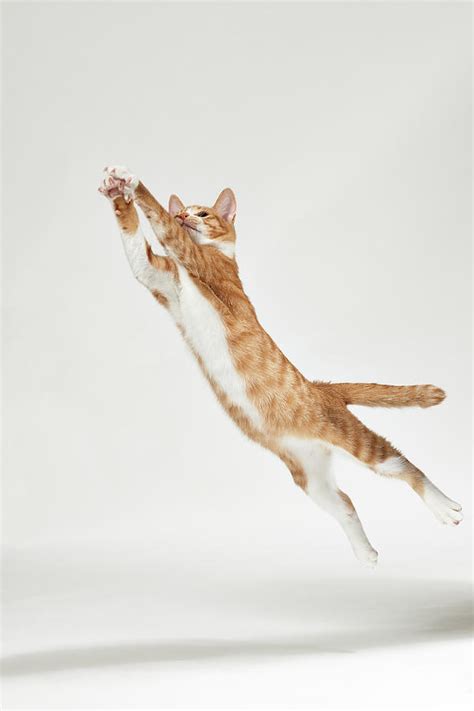 Jumping Kitten Photograph By Akimasa Harada Fine Art America