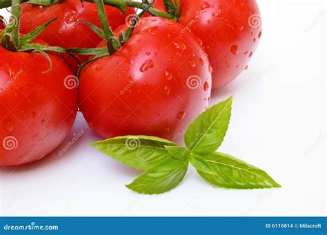 Tomatoes And Basil Stock Photo Image Of Healthy Tomatoes 6116814