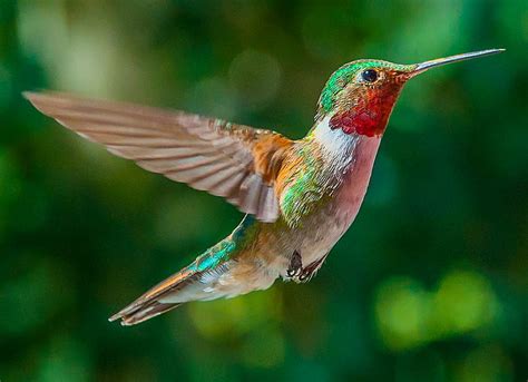 Nature Animals Birds Hummingbirds Wallpapers Hd Desktop And Mobile Images