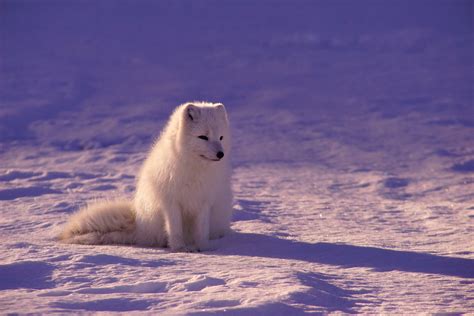White Fox Sitting On Snow During Daytime Image Free Photo