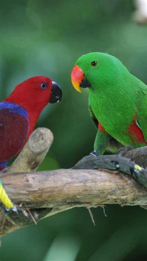 Wallpaper Amazon Parrot Antilles Island Bird Green Red Nature