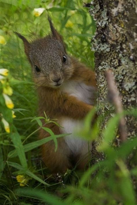 60 Beautiful Pictures Of Squirrels Cute Animals Cute