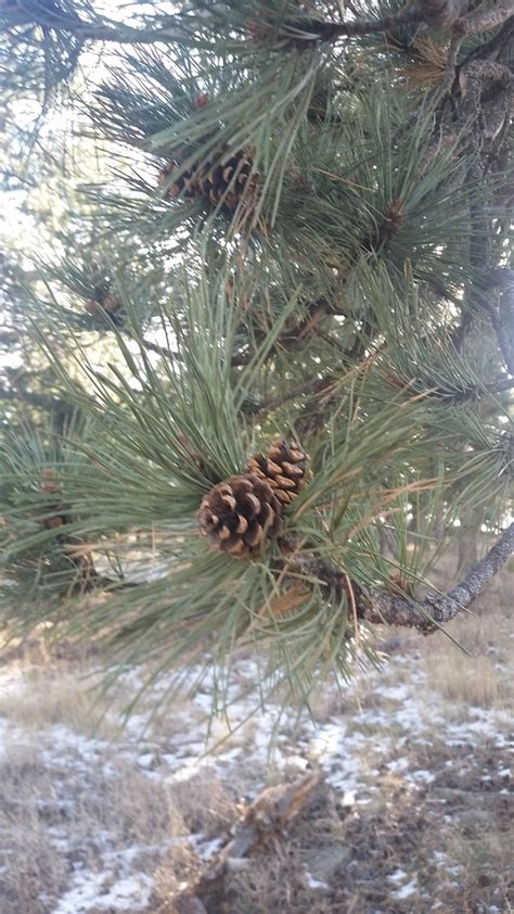 Rocky Mountains Ponderosa Pine Plants Of Roxborough State Park