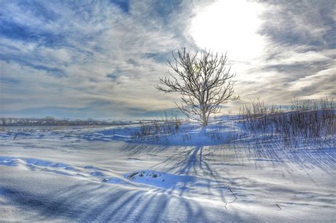 Free Images Water Horizon Branch Snow Cloud Sky Sunlight