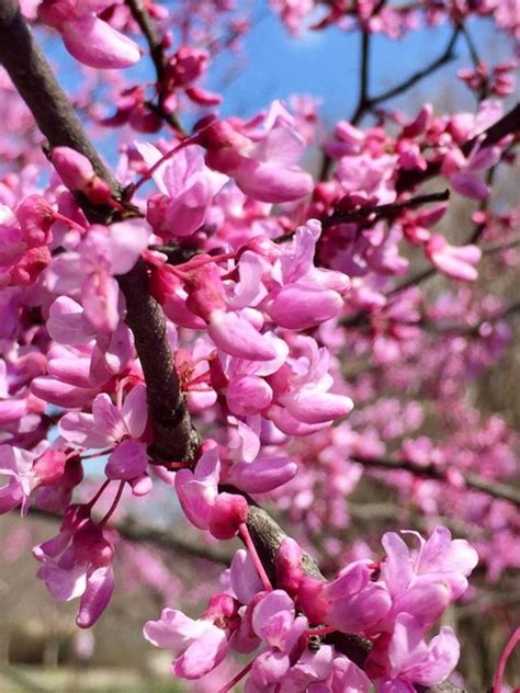 Pink Flowering Trees Identification