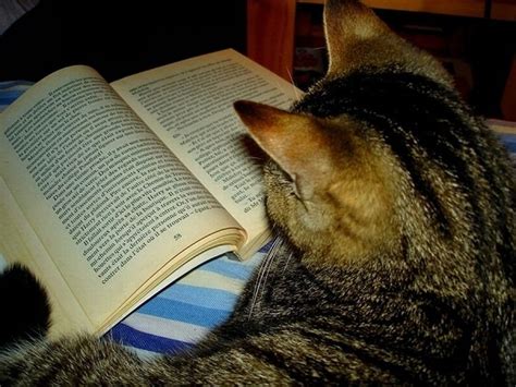 Cats Reading Books 18 Pics 1 