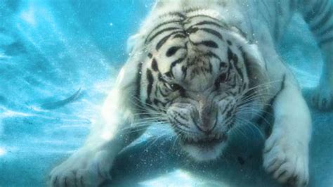 Tiger In Water Tiger White Tiger Animals Beautiful