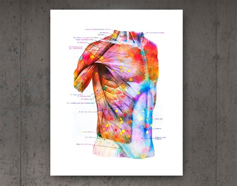 Torso Muscles Anatomy Poster Muscular System Watercolor Print Etsy