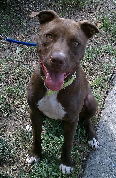 She only barks when needed, potty trained quickly, likes other dogs, humans, and. Lab Pit Mix | Good Pit Bulls