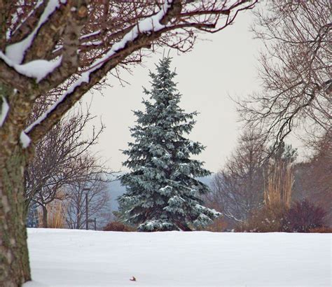 무료 이미지 분기 눈 겨울 서리 상록수 날씨 크리스마스 전나무 시즌 가문비 덤불 동결 우디 식물