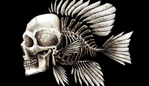Skulls Humor Fish Artwork Charles Darwin Bones Seaman Wallpapers HD