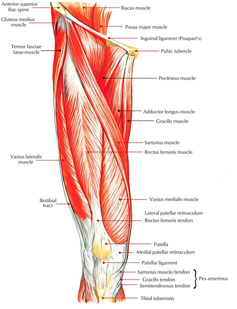 Muscles Of Anterior Compartment Of The Thigh Earth S Lab