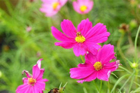 Pink Cosmos Flowers In The Nature Stock Photo Image Of Pretty