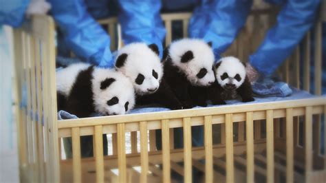 Four Cute Giant Pandas Invite You To Their Virtual Birthday Party Cgtn