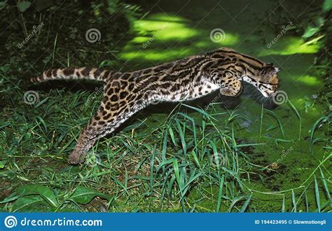 Margay Cat Leopardus Wiedi Adult Leaping Into Water To Catch Prey