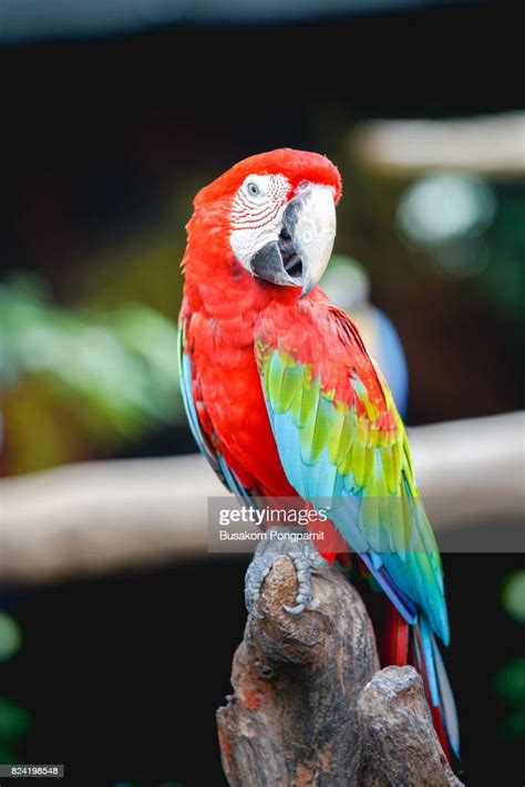 Close Up Portrait Of A Colorful Parrot High Res Stock Photo Getty Images