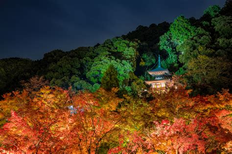 Eikando Temple Fall Colors Night Lighting Travel Caffeine