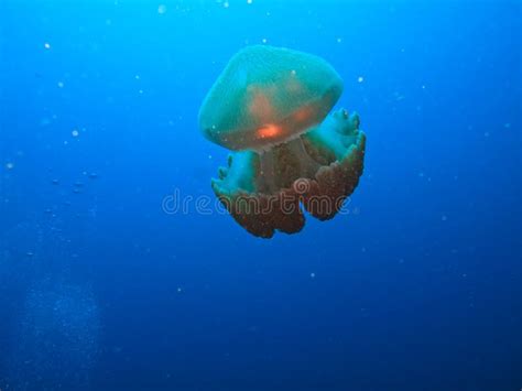 Box Jelly Fish On Great Barrier Reef Australia Stock Image Image Of